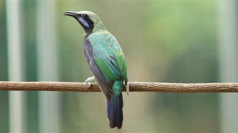 cucak cungkok gacor full nembak youtube