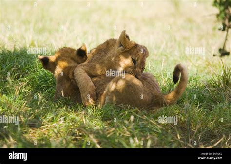 Lion cubs Panthera leo Stock Photo - Alamy