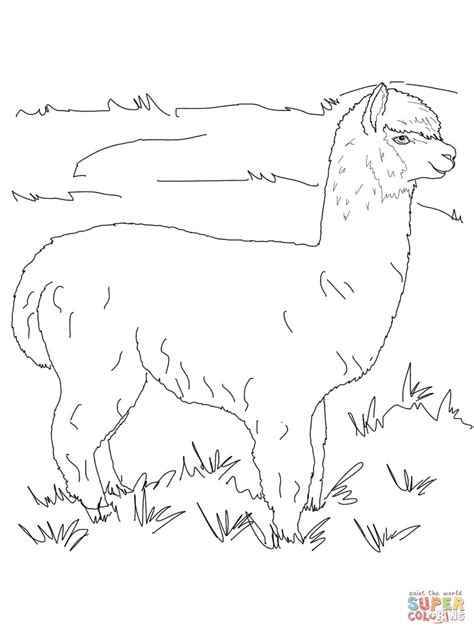 Dibujo De Alpaca Posando Para Colorear Dibujos Para Colorear Imprimir