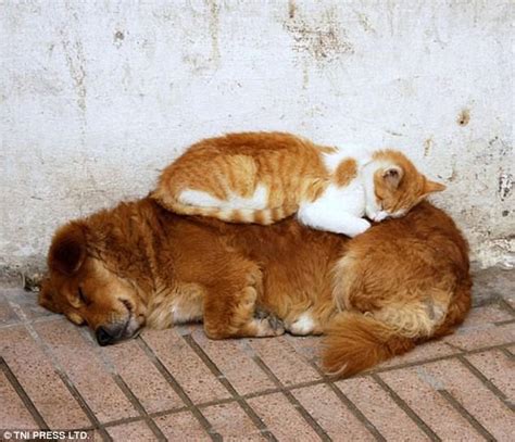 Adorable pictures of cats sleeping on dogs | Daily Mail Online