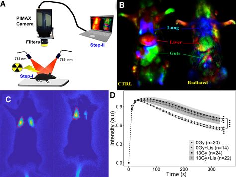 A Rapid Dynamic In Vivo Near Infrared Fluorescence Imaging Assay To