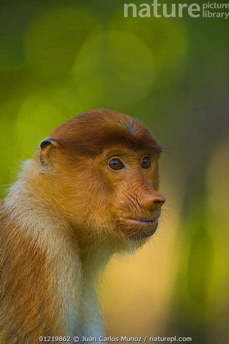 Stock Photo Of Proboscis Monkey Nasalis Larvatus Female Portrait Rio