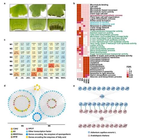 Nature Plants封面论文 中国农科院基因组所破译铁线蕨基因组，揭示真叶植物起源和茉莉素进化等的分子机制 知乎