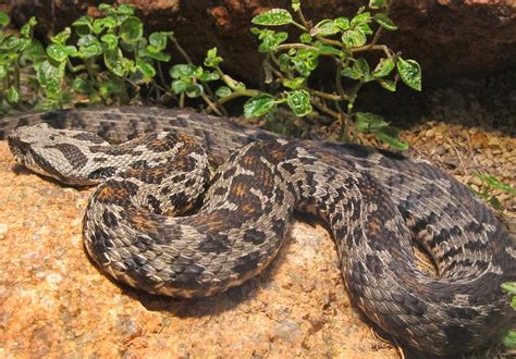 Venomous Snake Free Stock Photo - Public Domain Pictures