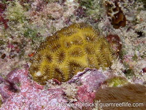 faviids - guamreeflife