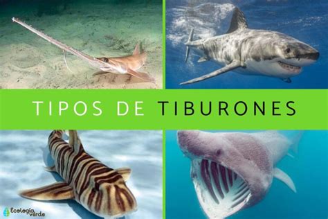 Conoce los diferentes tipos de tiburones y sus características Mascotario