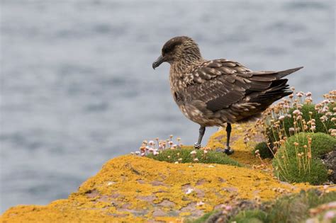 Where to See Puffins in the UK: 8 Best Puffin Spots