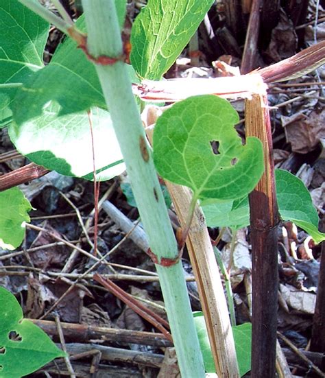 Polygonum cuspidatum - 115