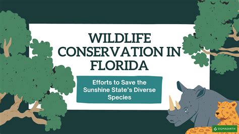 Wildlife Conservation In Florida: Efforts To Save The Sunshine State’s ...