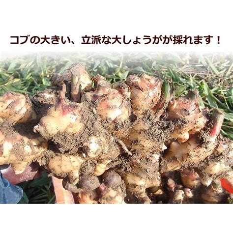 ”土しょうが” 約4kg 肉厚 土生姜 老生姜 ひね生姜 古根ショウガ 中国産 驚きの値段で