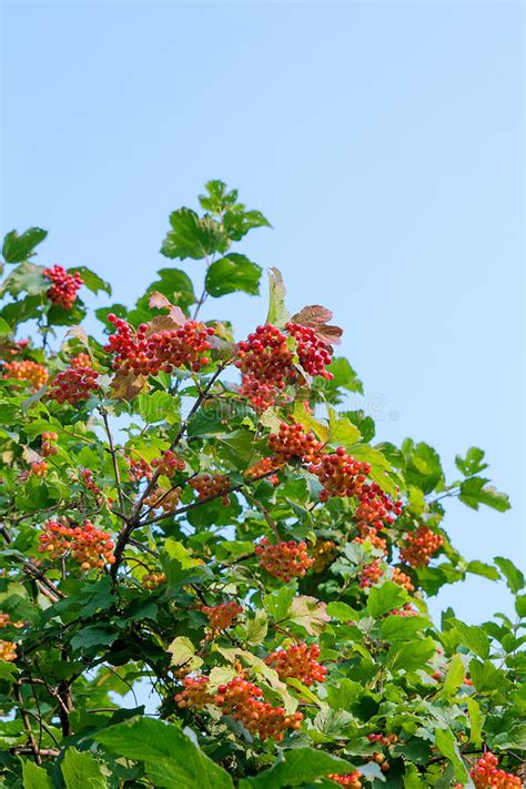 Cierre Para Arriba De Los Manojos De Bayas Rojas De Un Guelder Color De