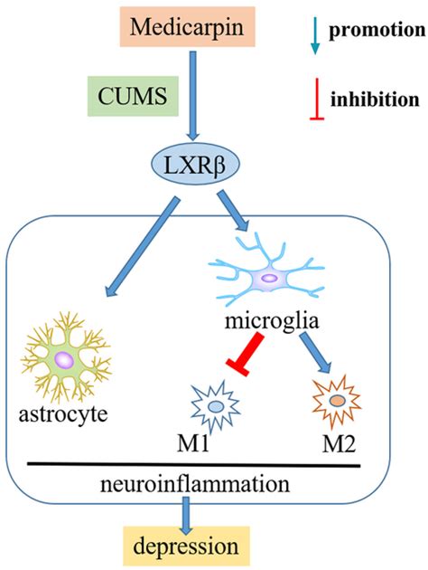 A Schematic Diagram Of The Underlying Mechanism By Which Medicarpin