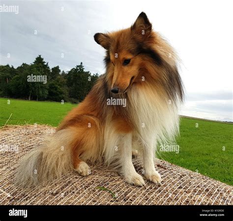 Sheltie Shetland Sheepdog Mini Collie Stock Photo Alamy