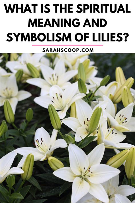 What is the Spiritual Meaning and Symbolism of Lilies?