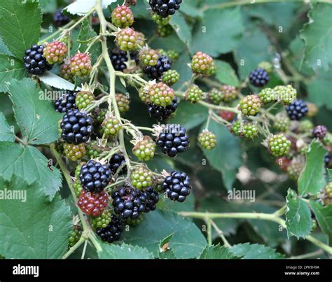 On The Branch Bush Ripen The Blackberries Rubus Fruticosus Stock Photo