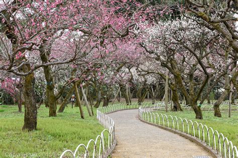 Plum Blossoms At The Kitano Tenmangu Shrine My Kyoto Machiya