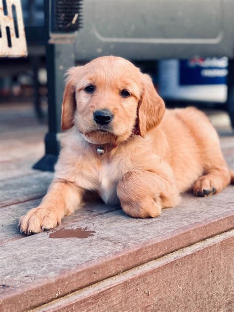 Erica Brown - Golden Retriever Puppies For Sale - Born on 03/07/2021