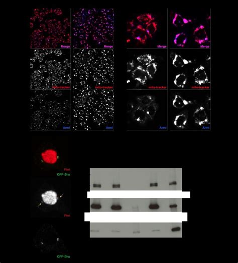 Figure S A Shown Are Immuno Fluorescence Stainings Of Oscs Treated