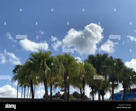 Florida palm trees Stock Photo - Alamy