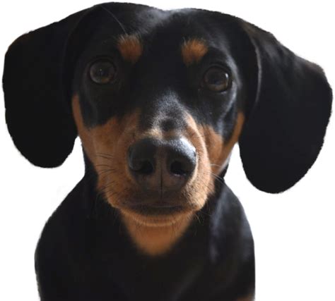 200 Dachshund Png Images