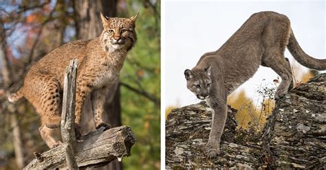 Compare "Mountain Lion vs Bobcat" And More About - MustPets.Com