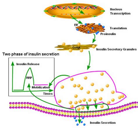 Biphasic Pattern Of Glucose Stimulated Insulin Secretion In The