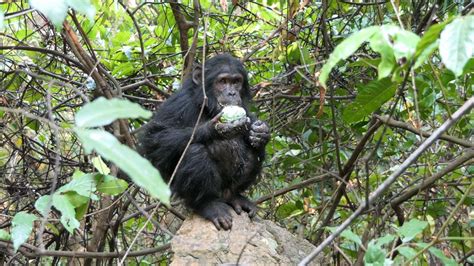 Gombe Stream National Park Tanzania African Safaris Ltd