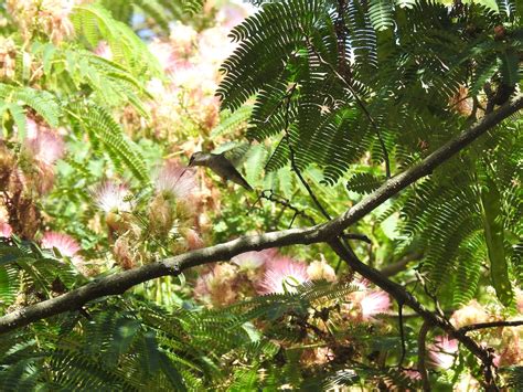 Ebird Checklist Aug New Jersey Botanical Garden Skylands