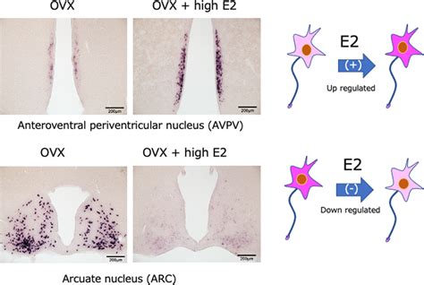 Kiss1 MRNA In Kisspeptin Neurons Of The AVPV Which Receives Estrogen