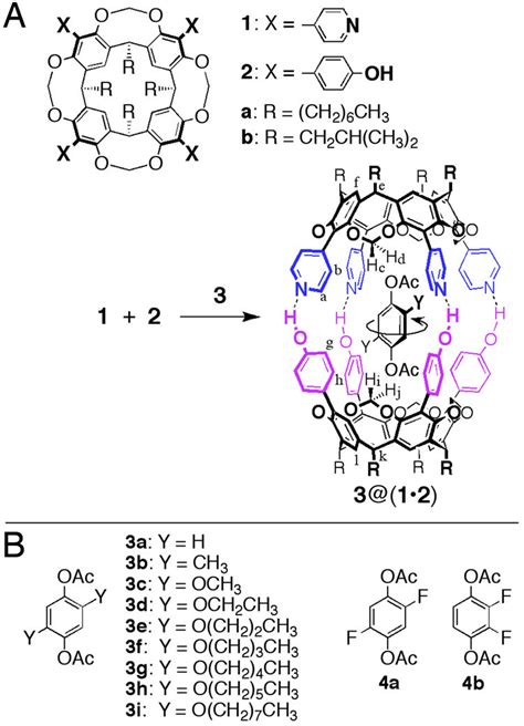 Self Assembly Of Cavitands 1 And 2 Into A Heterocapsule 12 With Guest Download Scientific