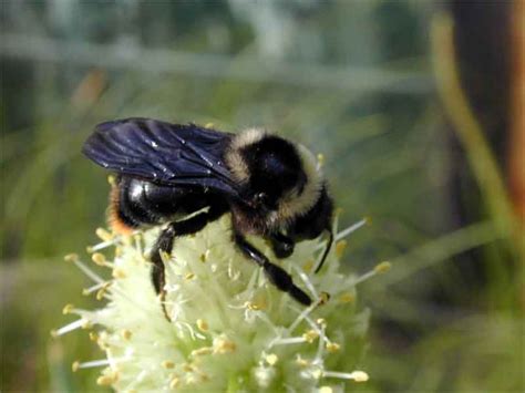 magnificent transbaikalian region