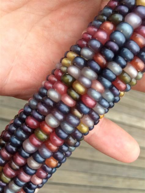 Glass Gem Cherokee Indian Corn 20 Seed Pack The Most Beautiful Etsy