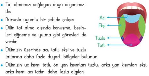 S N F Duyu Organlar Ve G Revleri Konu Anlat M Be Duyumuz Etkinlikler