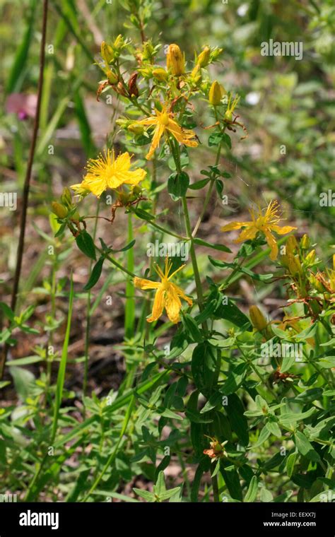 St John S Wort Hypericum Perforatum L Is A Perennial Medicinal