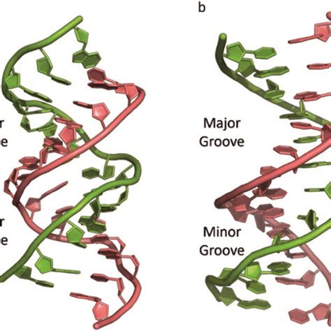 Schematic Drawing Of A Triplex Forming Oligonucleotide That