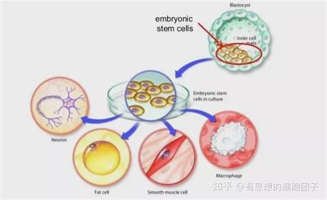 一文读懂干细胞怎么分类 知乎