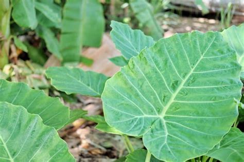 7 Best Fertilizer For Elephant Ears In 2024 FarmTilling