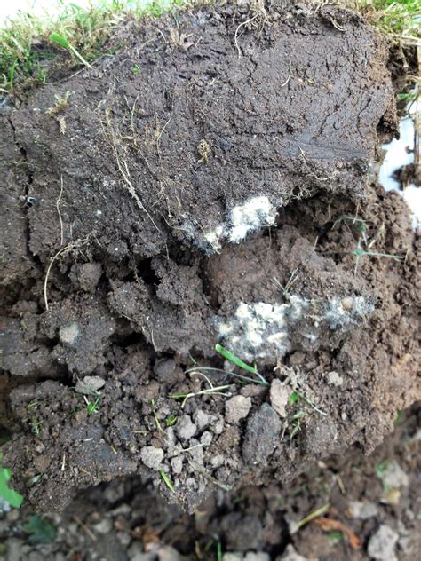 White fungus in soil ? — BBC Gardeners' World Magazine