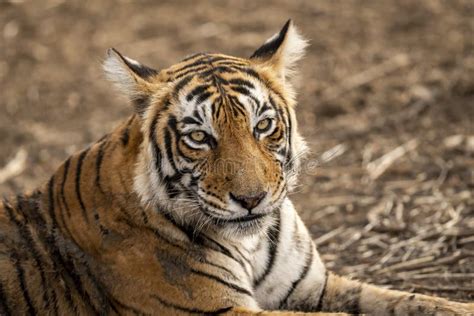 Wild Bengal Female Tiger Portrait At Ranthambore National Park Or Tiger Reserve Rajasthan India