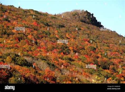 Trees changing colors. Fall landscape at Grayson Highlands State Park ...