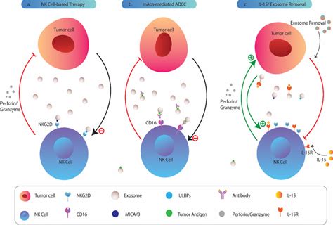 Clinical Significance Of Tumor Exosomes In Nk Cell Based Therapies And