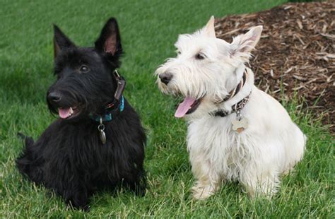 O Terrier Escocês Um Teimoso Adorável Meus Animais