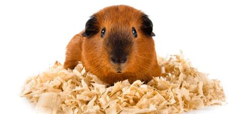 The 10 Best Guinea Pig Bedding to Buy in 2022 - PetMag