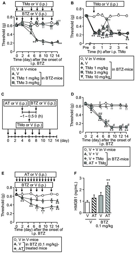 Prevention And Reversal Of The Cipn Caused By Bortezomib By