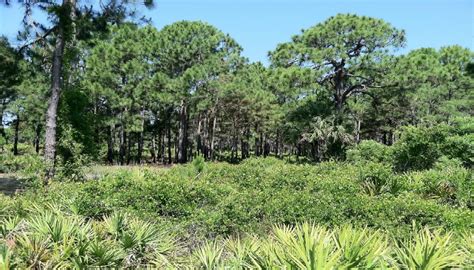 Sarasota Legacy Bike Trail. An alluring trek back to Old Florida.