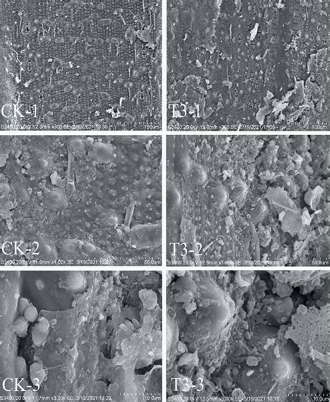 Scanning Electron Micrographs Of Rice Straw Ck Untreated Rice Straw