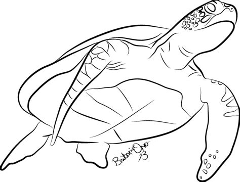 Sea Turtle Lineart by Britannia-Orca on DeviantArt