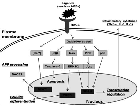 Diverse Signaling Pathways Activated Through Rage Age Interaction