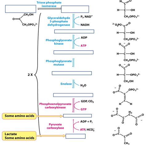 Biochem Gluconeogenesis Steps Diagram Quizlet