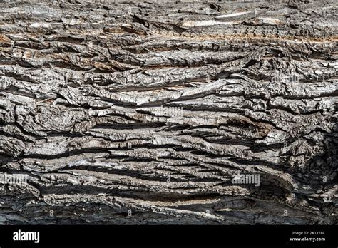 Textura De La Corteza Seca De Un Rbol Viejo Primer Plano De La